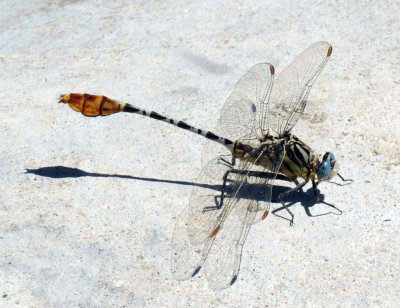 78baptisCooks 123narrowstripedForeptail.jpg