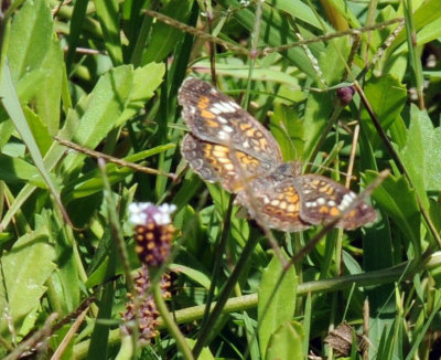 78baptisCooks 135phaon.jpg
