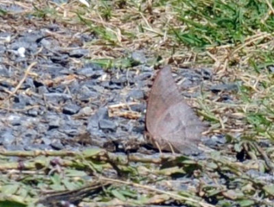 78baptisCooks 138goatweed leafwing.jpg