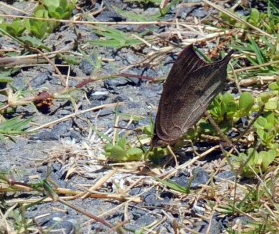78baptisCooks 152goatweedleafwing.jpg