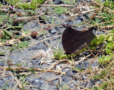 78baptisCooks 157goatweedleafwing.jpg