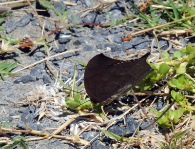 78baptisCooks 158goatweedleafwing.jpg