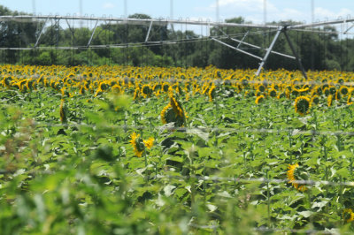 78baptisCooks 192sunflowers.jpg
