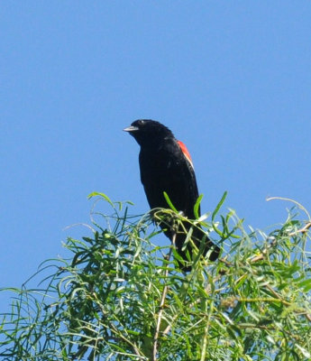 79cuuks 003redwing.jpg