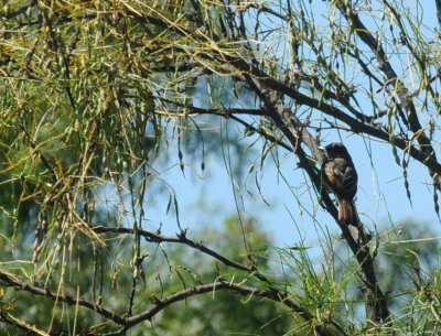 79cuuks 011browncrestedflycatcher.jpg