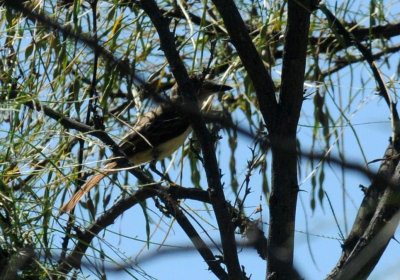 79cuuks 017browncrested.jpg