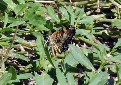 79cuuks 022phaon.jpg