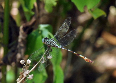 79cuuks 049clubtail.jpg