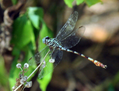 79cuuks 052clubtail.jpg