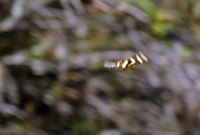 79cuuks 060zebra.jpg