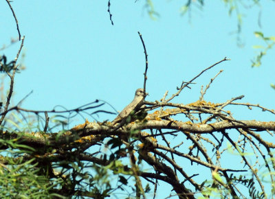 79cuuks 071commongrounddove.jpg