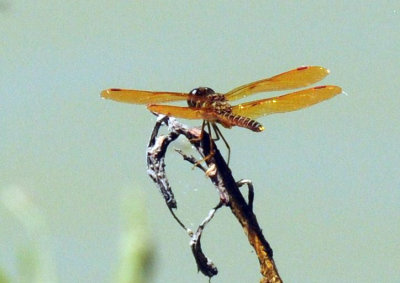 79cuuks 080amberwing.jpg