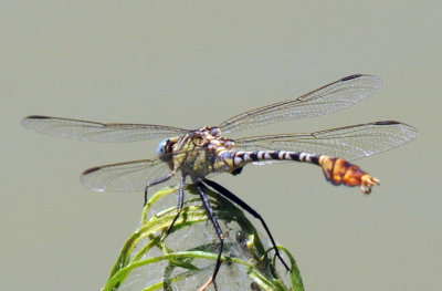 79cuuks 082clubtail.jpg