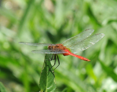 79cuuks 097redtailedpennant.jpg