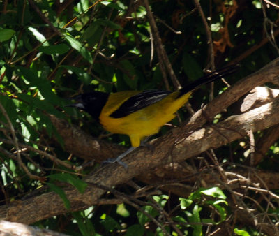 79cuuks 113sudubonsoriole.jpg