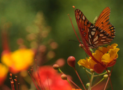 79cuuks 129gulffritillary.jpg