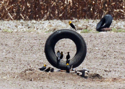 79cuuks 131yellowheadedblackbird.jpg