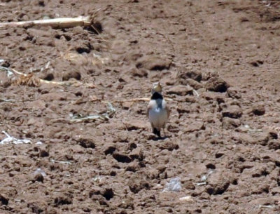 79cuuks 139hornedlark.jpg