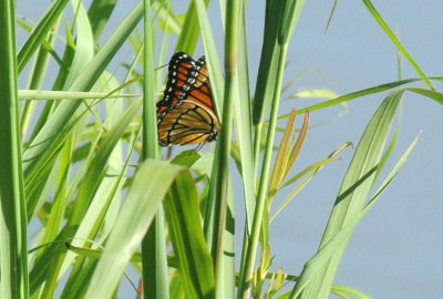 710cooksFishH 003viceroy.jpg