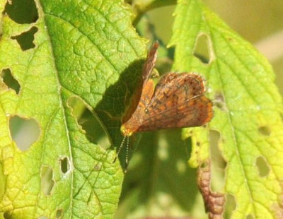 710cooksFishH 049metalmark.jpg