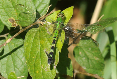 710cooksFishH 005easternpondhawk.jpg