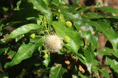 710cooksFishH 053buttonbush.jpg