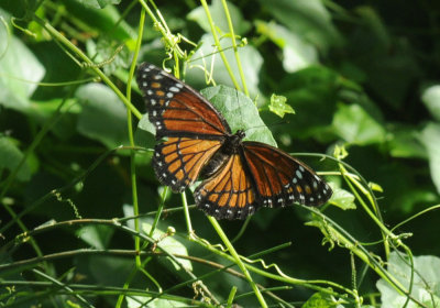 710cooksFishH 057viceroy.jpg