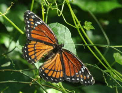710cooksFishH 059viceroy.jpg