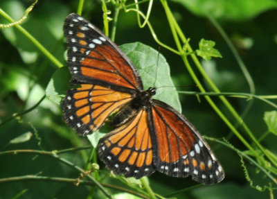 710cooksFishH 060viceroy.jpg