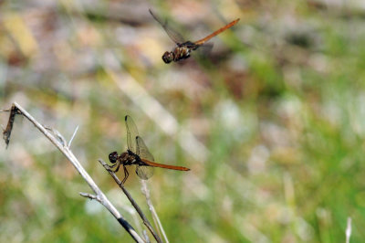 710cooksFishH 129roseateskimmer.jpg