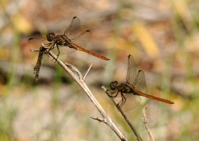 710cooksFishH 132roseateskimmer.jpg