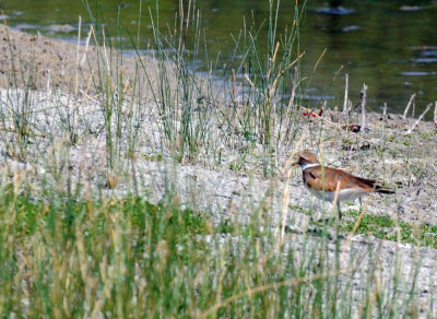 710cooksFishH 144killdeer.jpg