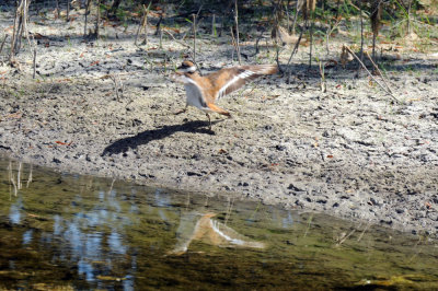 710cooksFishH 150killdeer.jpg