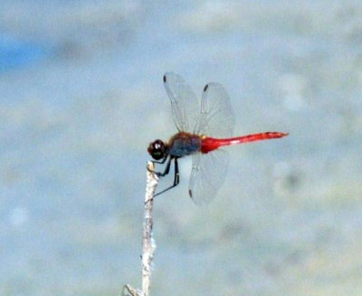 710cooksFishH 167redtailedpennant.jpg