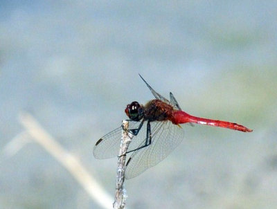 710cooksFishH 168redtailedpennant.jpg