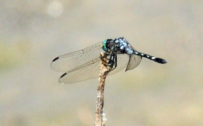 710cooksFishH 171thornbushdasher.jpg