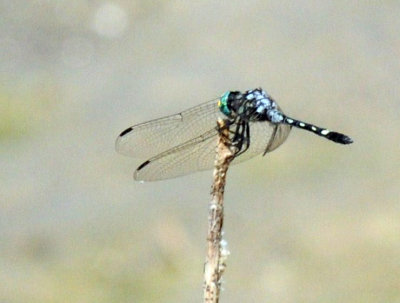 710cooksFishH 172thornbushdasher.jpg