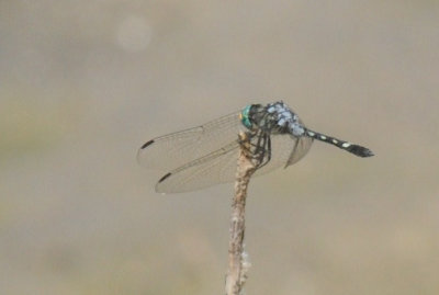 710cooksFishH 173thornbushdasher.jpg