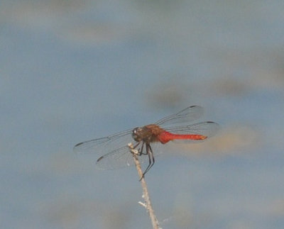 710cooksFishH 174redtailedpennant.jpg