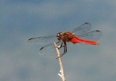 710cooksFishH 184red-tailed pennant.jpg