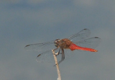 710cooksFishH 185redtailedpennant.jpg