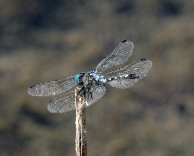 710cooksFishH 199thornbushdasher.jpg