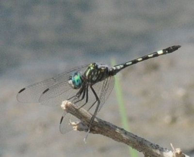 710cooksFishH 202thornbushdasher.jpg