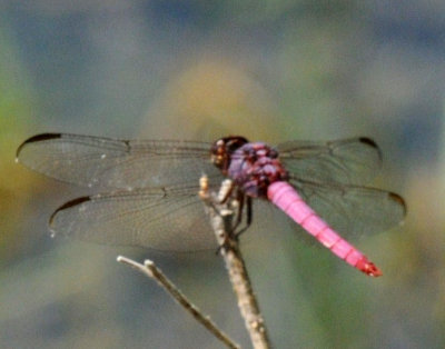 710cooksFishH 208roseateskimmer.jpg