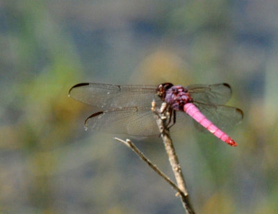 710cooksFishH 209roseateskimmer.jpg