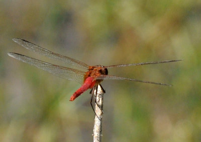 710cooksFishH 216redtailedpennant.jpg