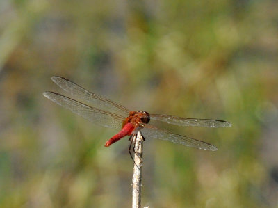 710cooksFishH 217redtailedpennant.jpg