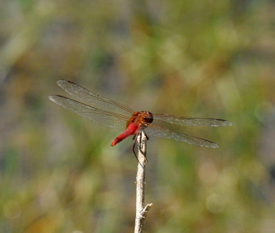 710cooksFishH 218redtailedpennant.jpg