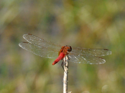 710cooksFishH 219edtailedpennant.jpg