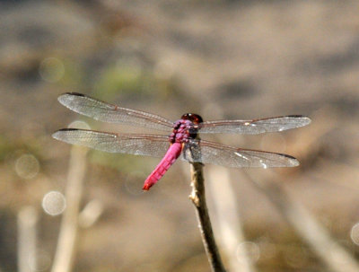 710cooksFishH 228roseateskimmer.jpg